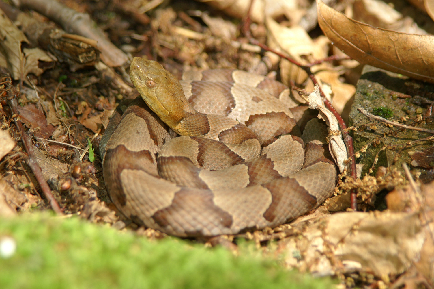 NJDEP Fish & Wildlife Snake Help