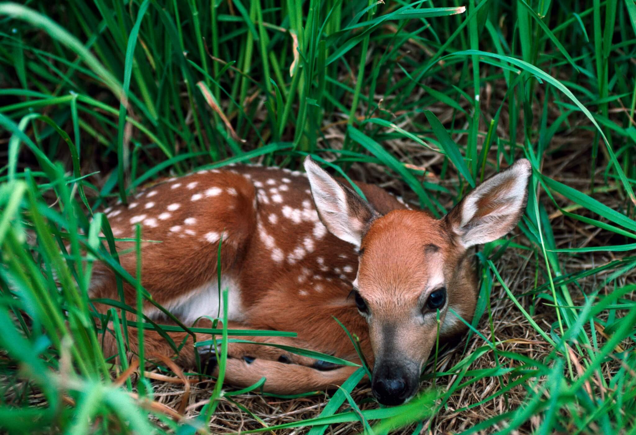 Deer