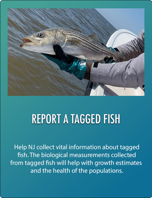 Tagged Fish Form NJDEP| Fish & Wildlife | Participation Matters