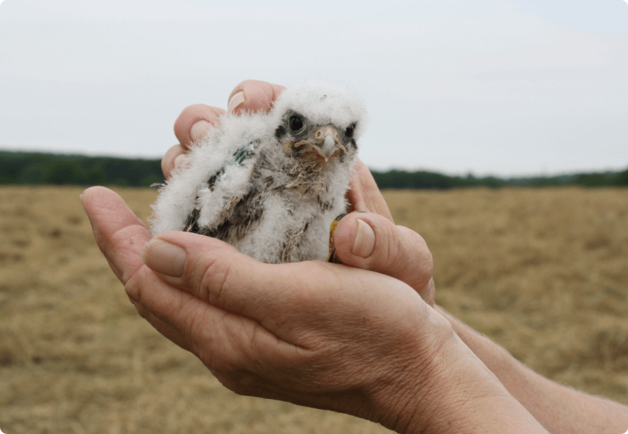 Chick in hand