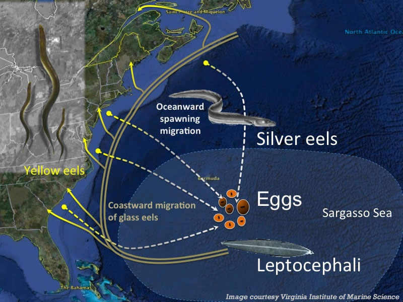 do all eels travel to the sargasso sea
