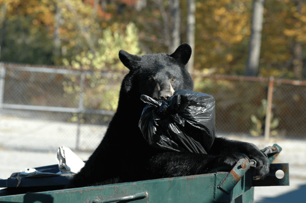 Black Bear in New Jersey Northwest