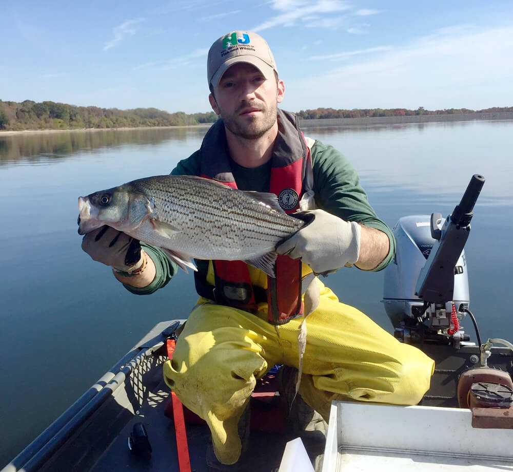 Biologist with hybrid striped bass