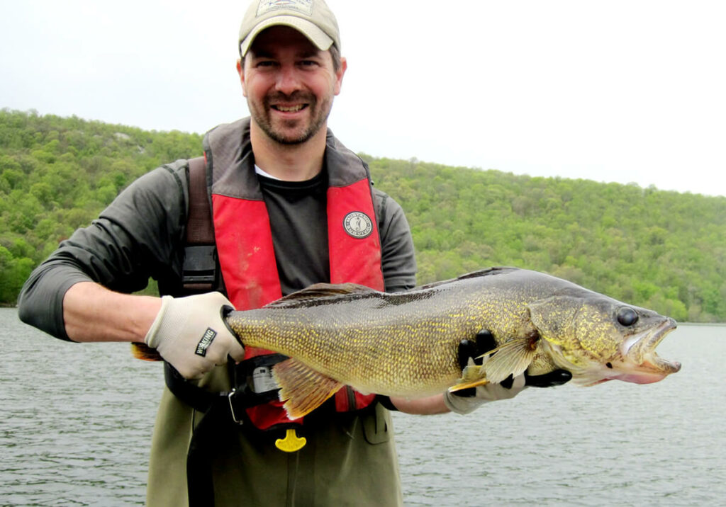 Biologist with walleye