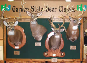 Record deer on display