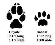 bobcat vs coyote