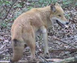 Have you seen a coyote? The - New Jersey Fish & Wildlife