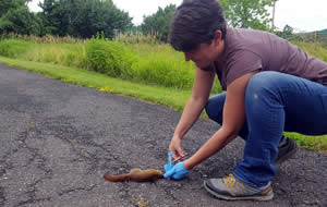 Collecting DNA sample from red squirrel