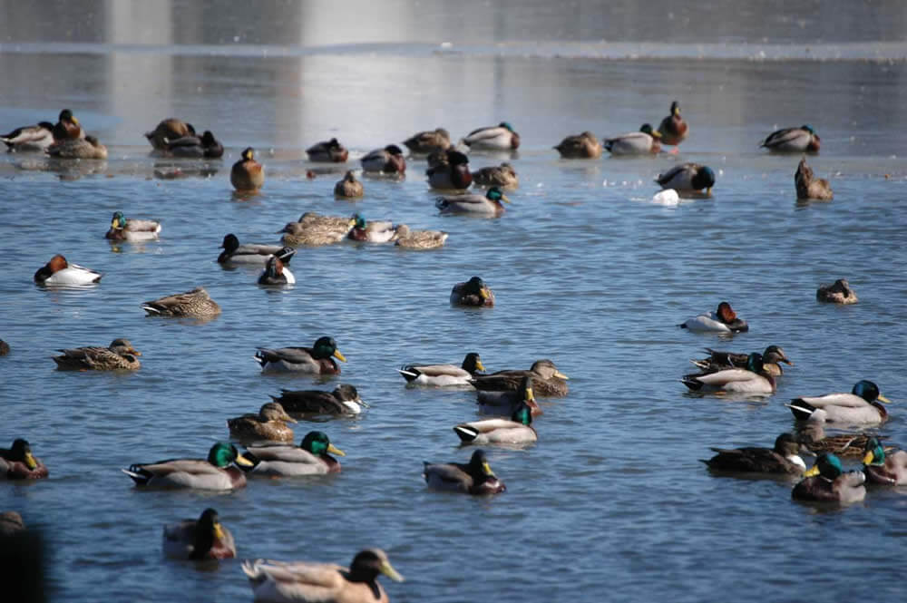 NJDEP Fish & Wildlife The New Jersey Waterfowl Stamp Program