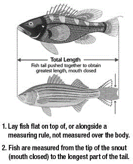 How to measure fish length