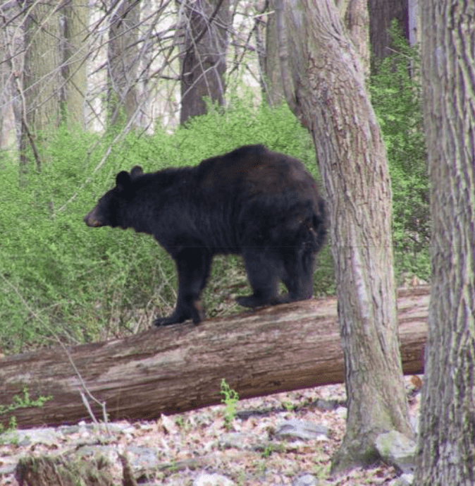 NJDEP| Fish & Wildlife | Black Bear Biology and Behavior