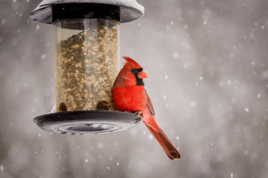 cardinal feeder