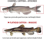 Catfish comparison graphic