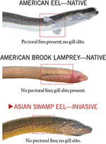 Eel comparison graphic