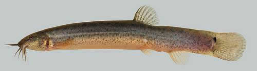 Oriental Weatherfish
