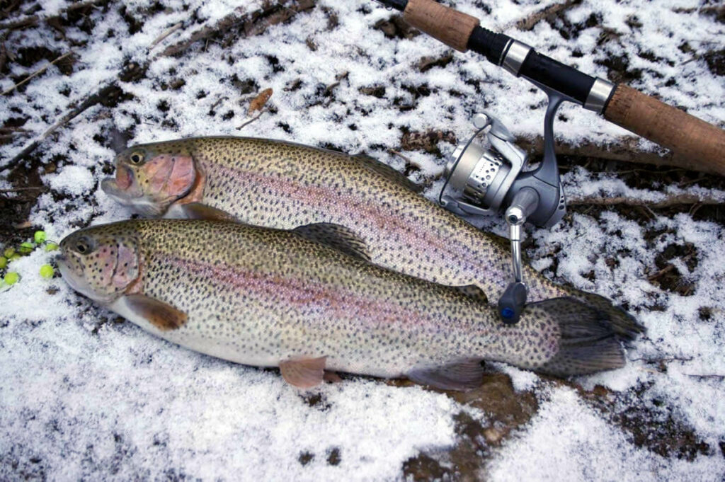 Two Rainbow Trout on snow covered leaves