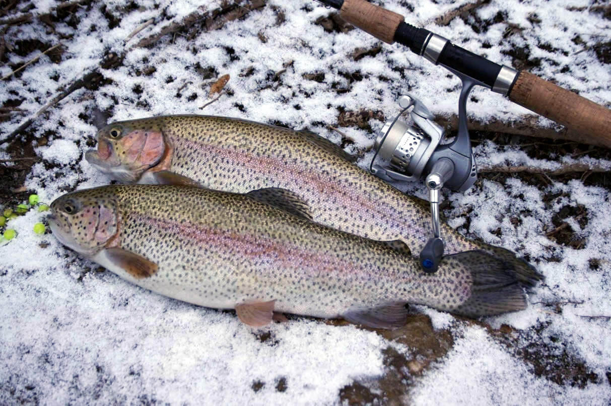 Worms vs PowerBait : Ice Fishing Trout 