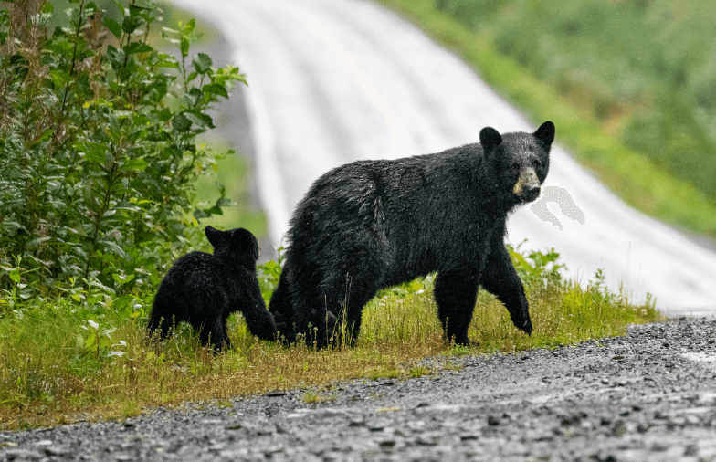 New Jersey suburb gets visit from black bear