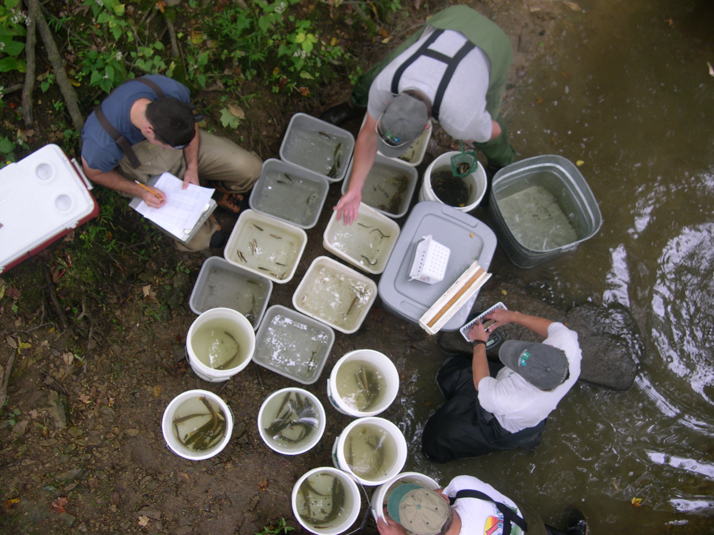 NJDEP Fish & Wildlife Bureau of Freshwater Fisheries