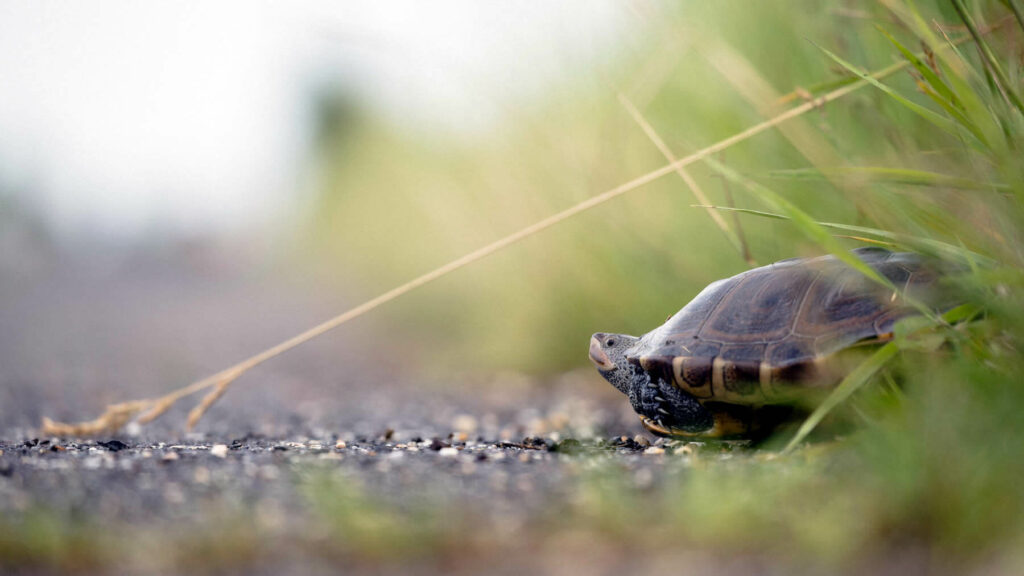 Terrapin about to cross road