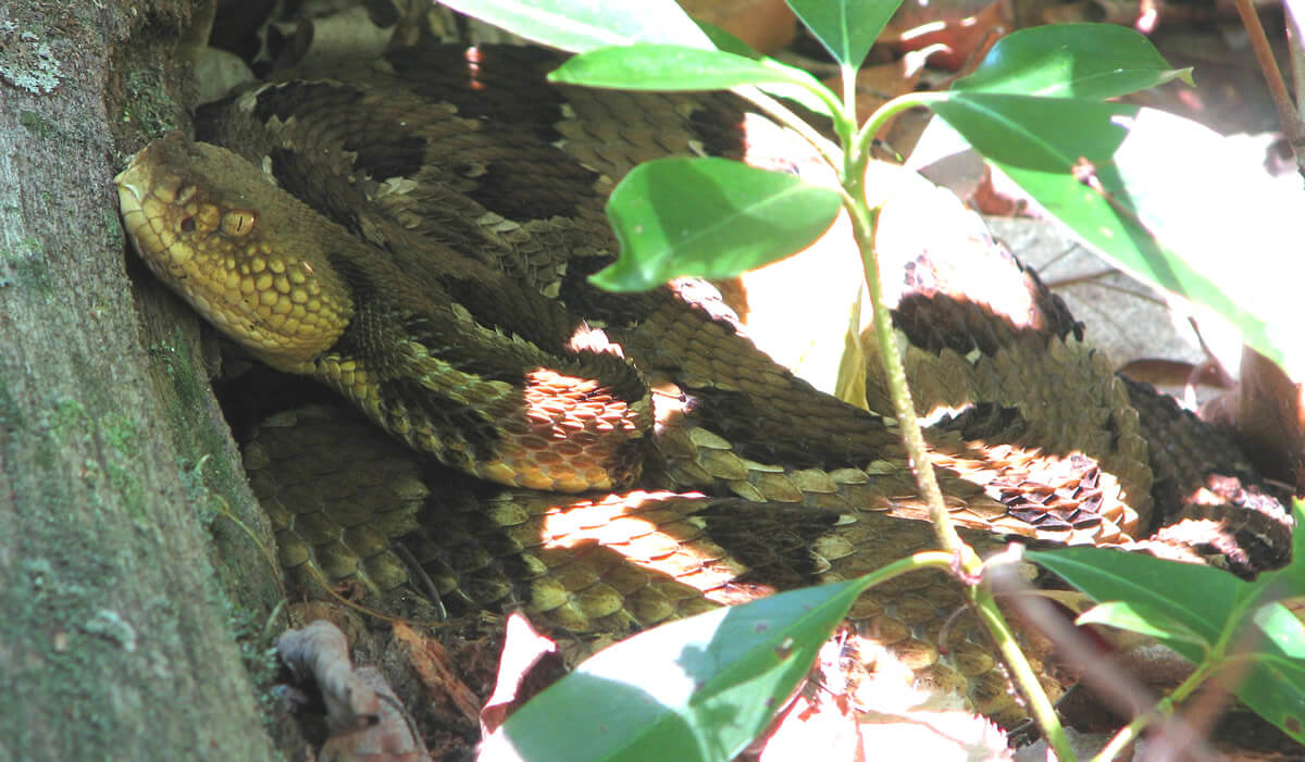timber rattlesnake habitat