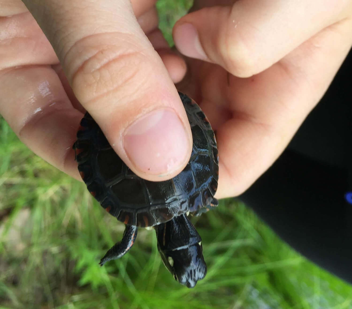 Small turtle in hand