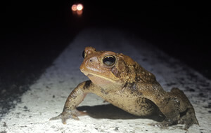 Toad on white line as  headlights approach
