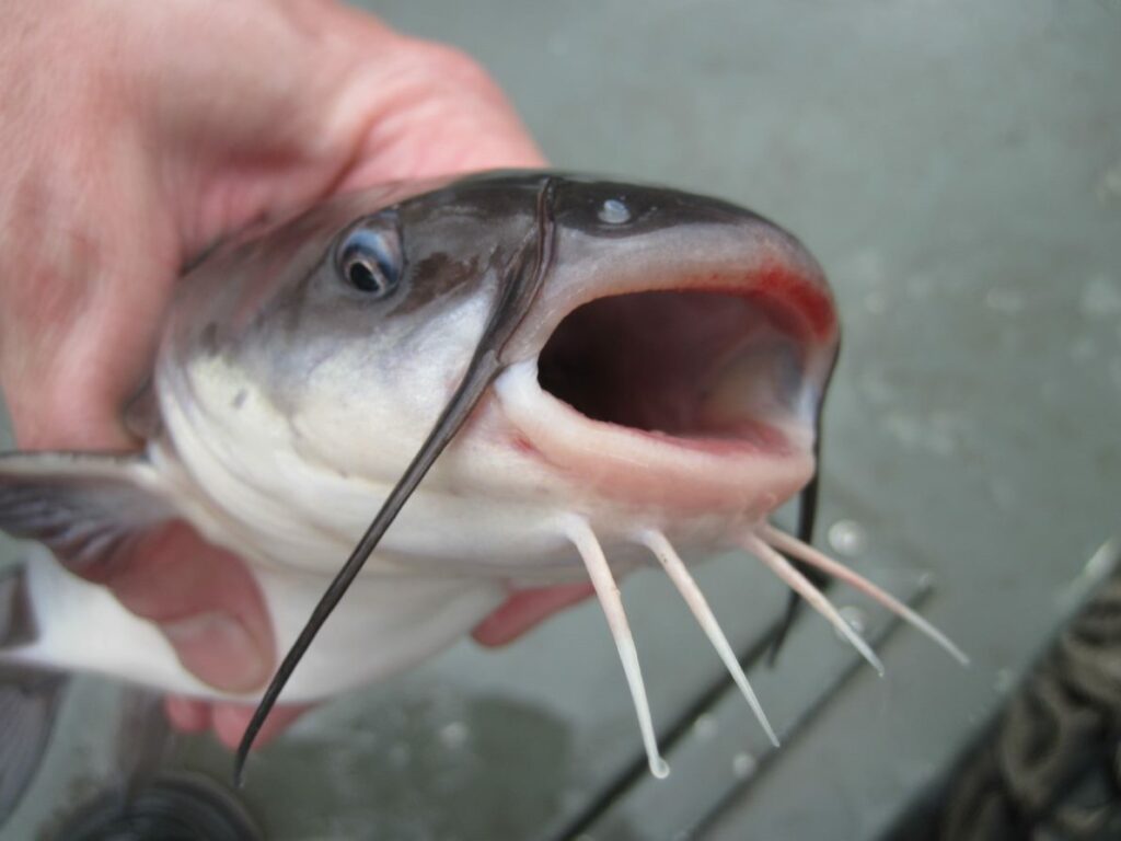 How to Catch and Store Gizzard Shad for Catfish Bait 