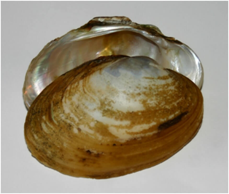 NJDEP Fish & Wildlife Freshwater Mussels