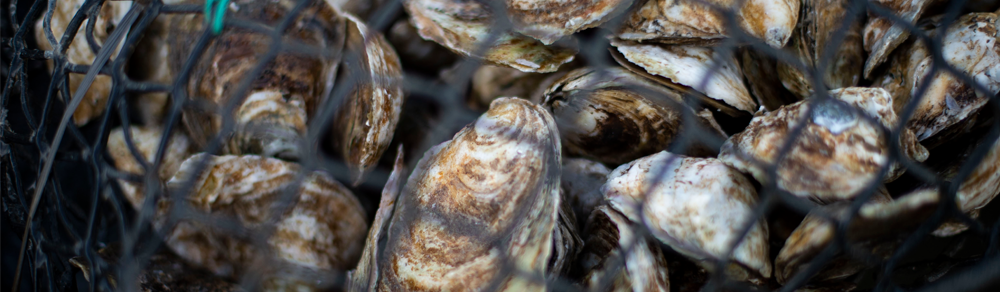 NJDEP| Aquaculture | Home