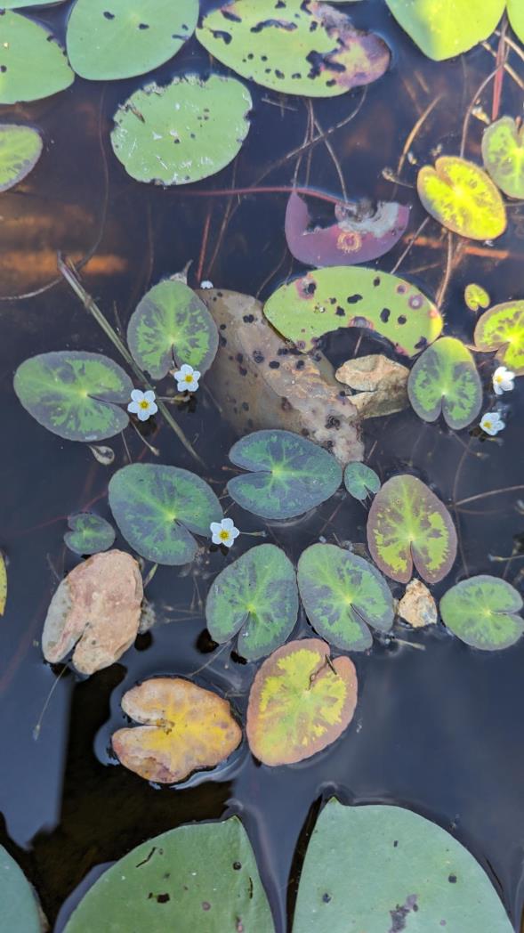 aquatic-plant