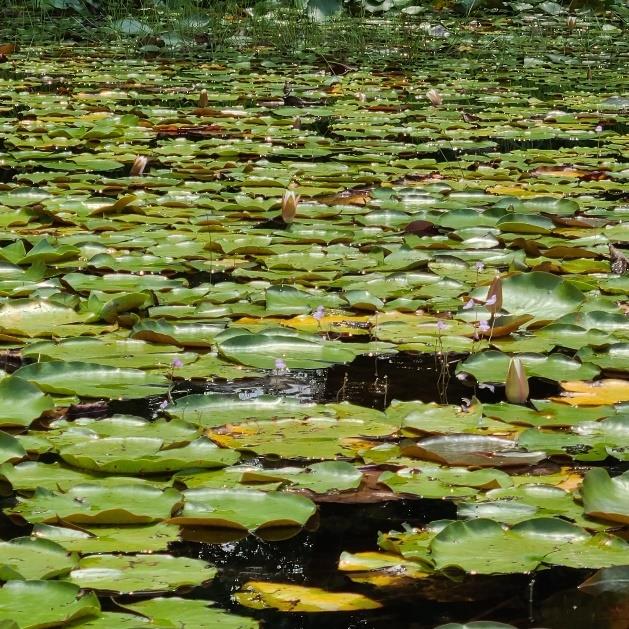 aquatic-plant