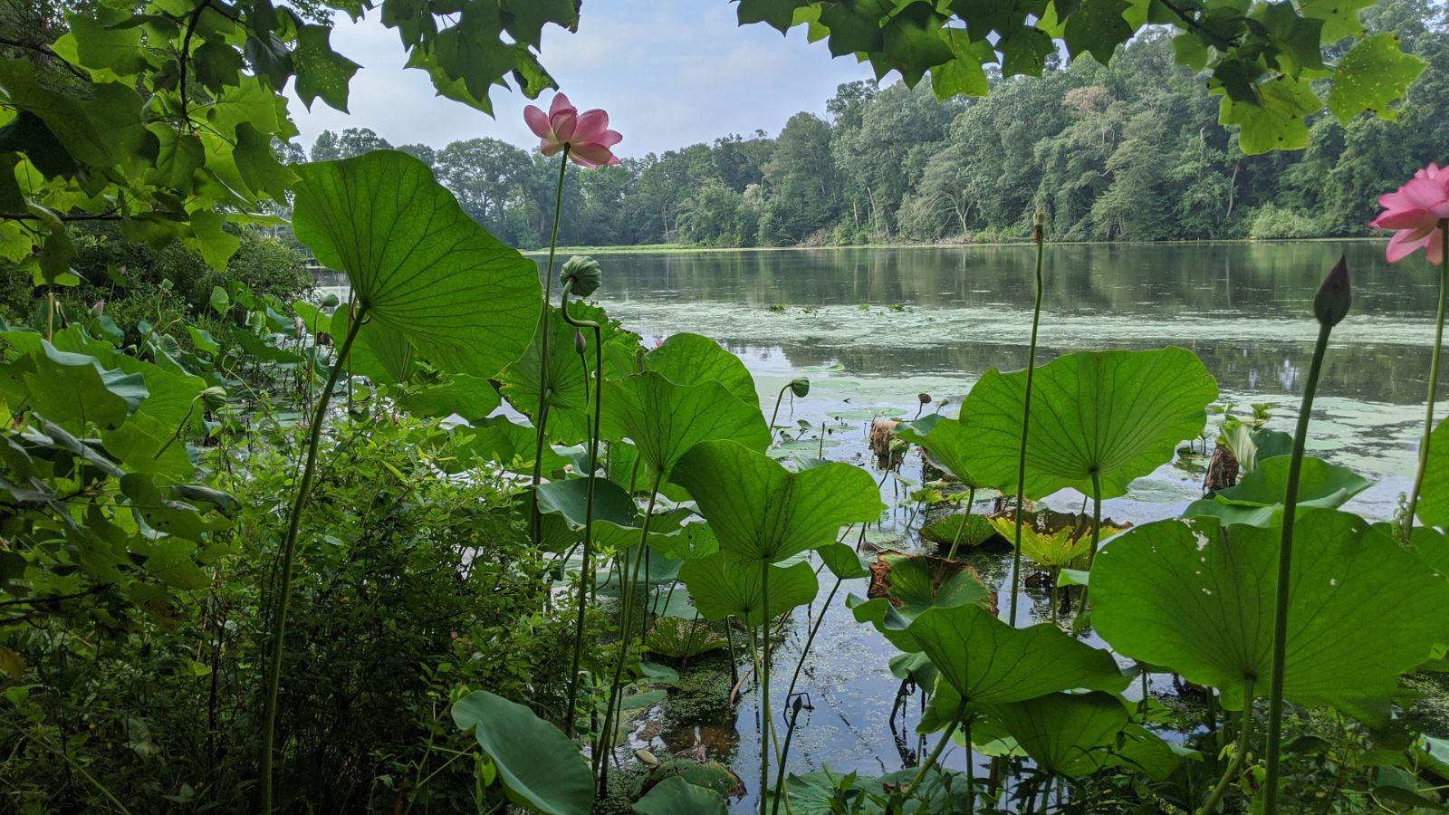 aquatic-vegetation