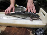 fish testing