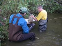 sibi sampling