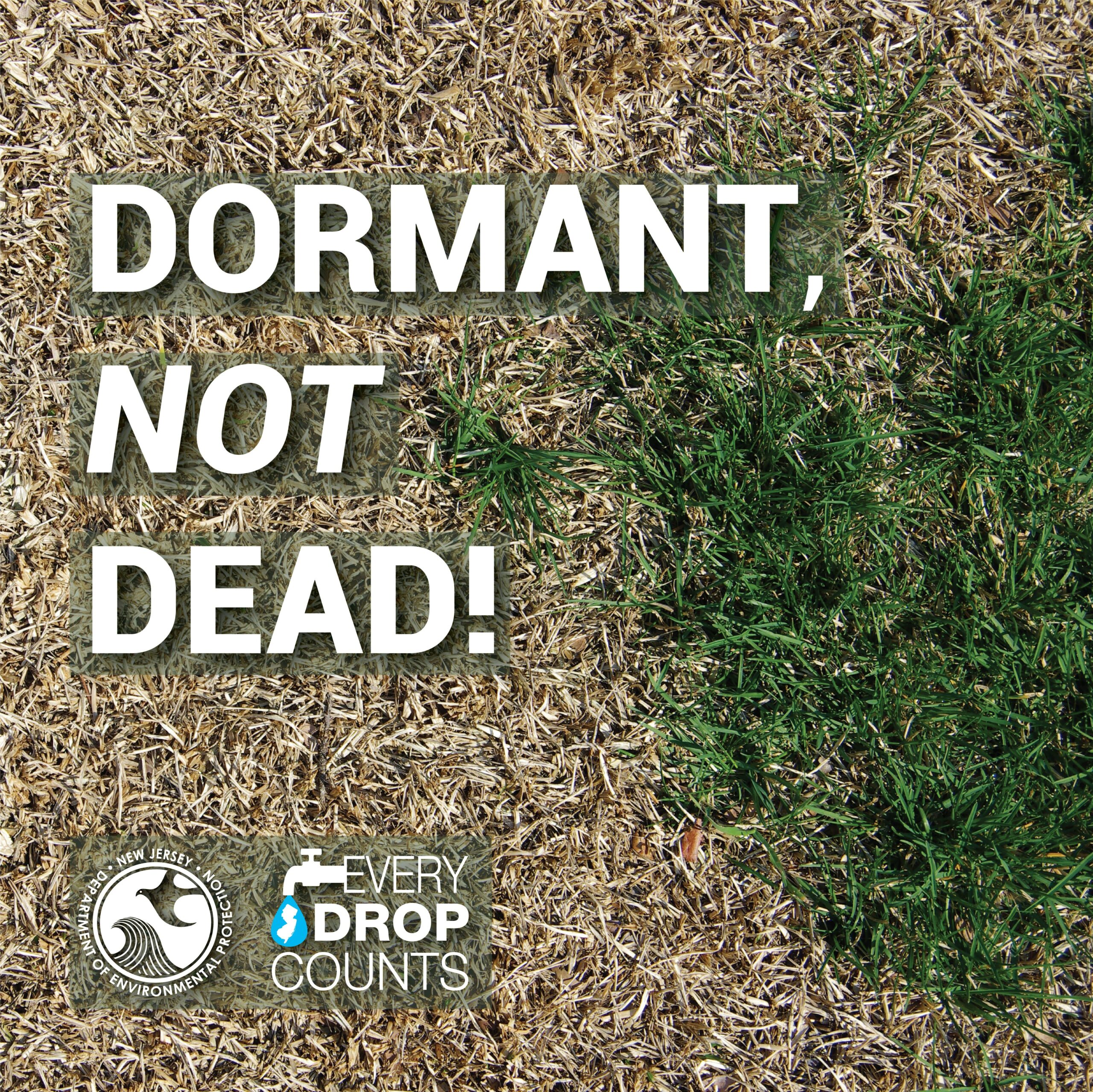Dormant, Not Dead!