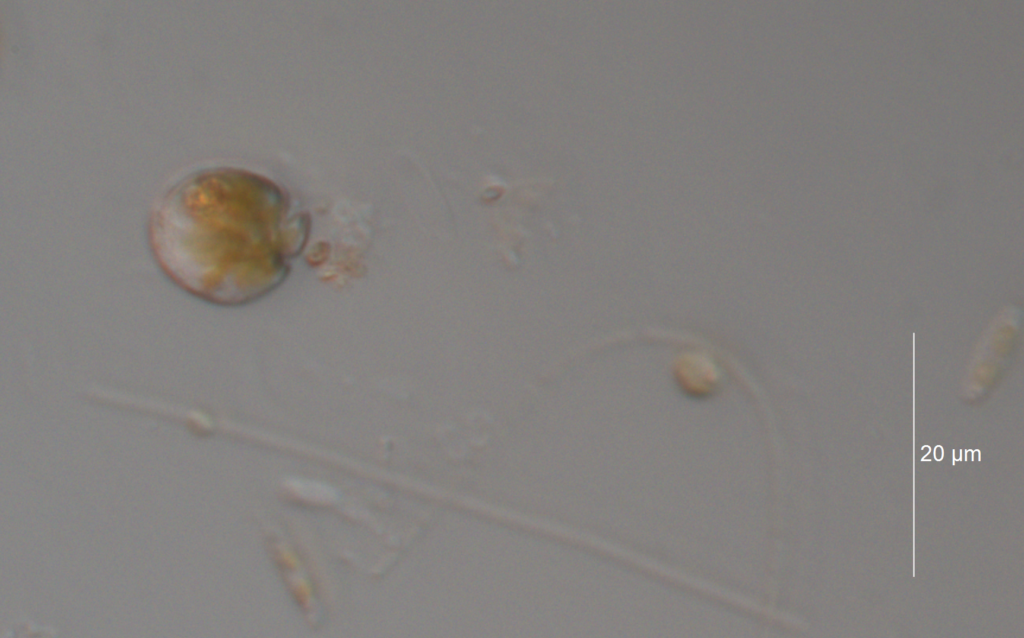 NJDEP| Division of Science and Research | Amphidinium carterae