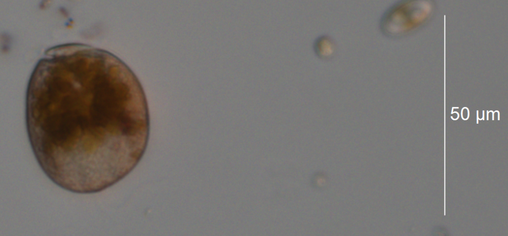 NJDEP| Division of Science and Research | Amphidinium carterae