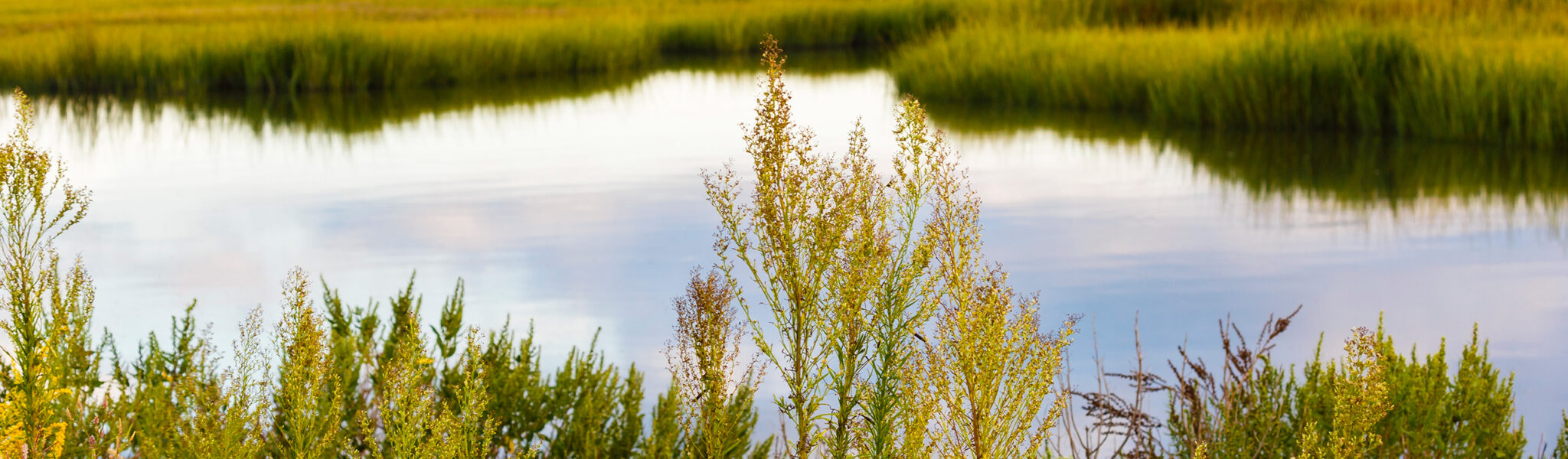 NJDEP Division of Science and Research Wetlands