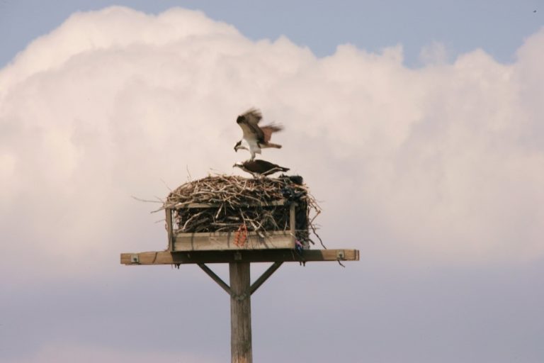 Ospreys occupy a nest atop a tall wooden platform in the Sedge Island Conservation Zone, in the most southern portion of Island Beach State Park.
