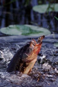 Toxic mercury in freshwater fish causes the DEP to issue consumption advisories. 