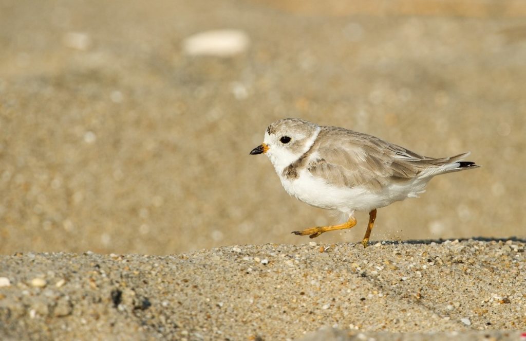 New Jersey saw 114 pairs of piping plovers nest on its beaches in 2019.