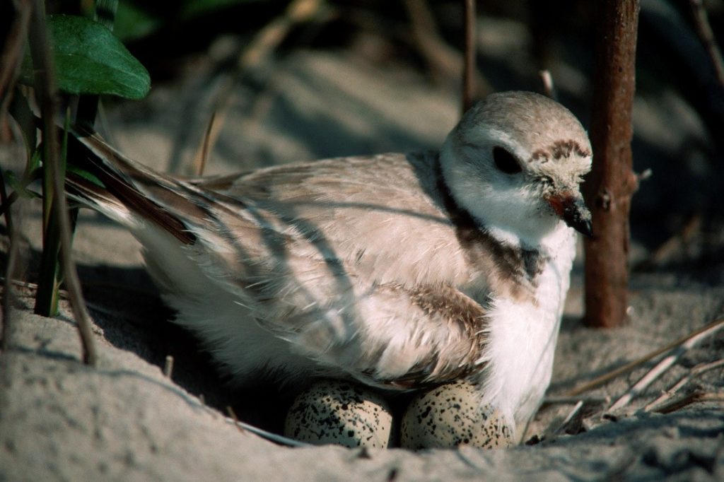 A piping plover sits on its nest.