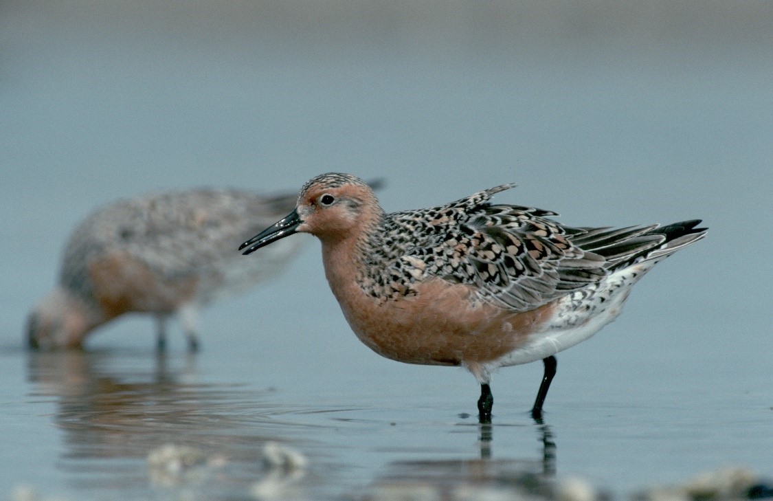 Red Knot Snadpiper