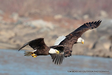bald-eagles-soaring