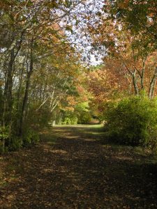 Autumn trees along a trail