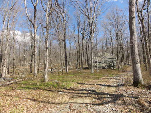 Photo of a forested trail in Hopatcong, NJ preserved through a partnership between Green Acres and the federal Forest Legacy Program