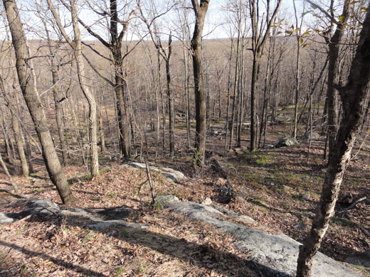 Photo of forest in Hopatcong, NJ preserved through a partnership between Green Acres and the federal Forest Legacy Program