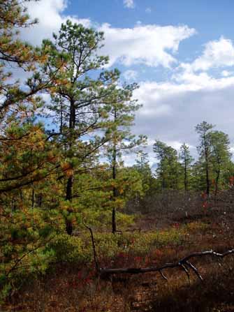 Photo of a Pinelands forest in Ocean County, NJ preserved with a Green Acres grant to the NJ Conservation Foundation
