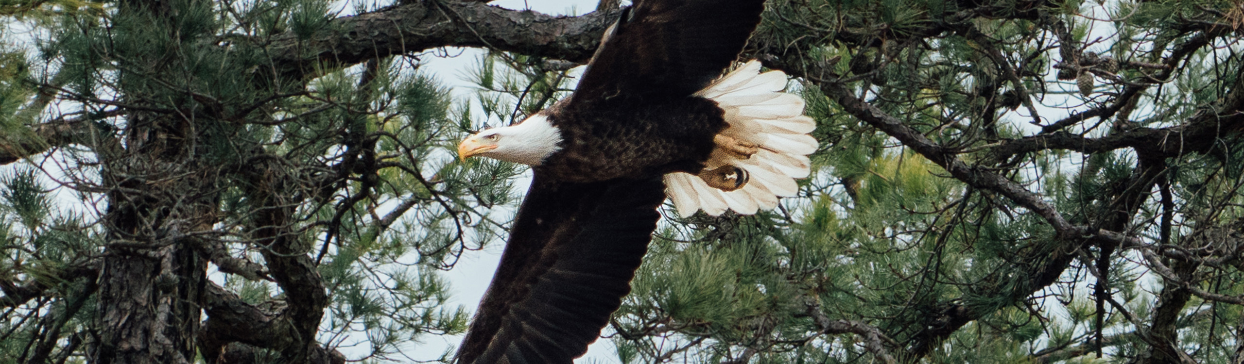 New Jersey Bald Eagle Population Continues to Climb, with 250 Active Nests Identified in 2022